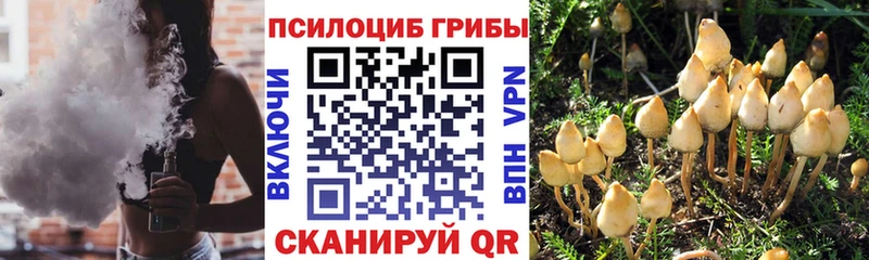 купить наркоту  Юхнов  Псилоцибиновые грибы Cubensis 
